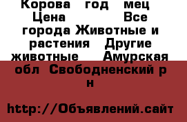 Корова 1 год 4 мец › Цена ­ 27 000 - Все города Животные и растения » Другие животные   . Амурская обл.,Свободненский р-н